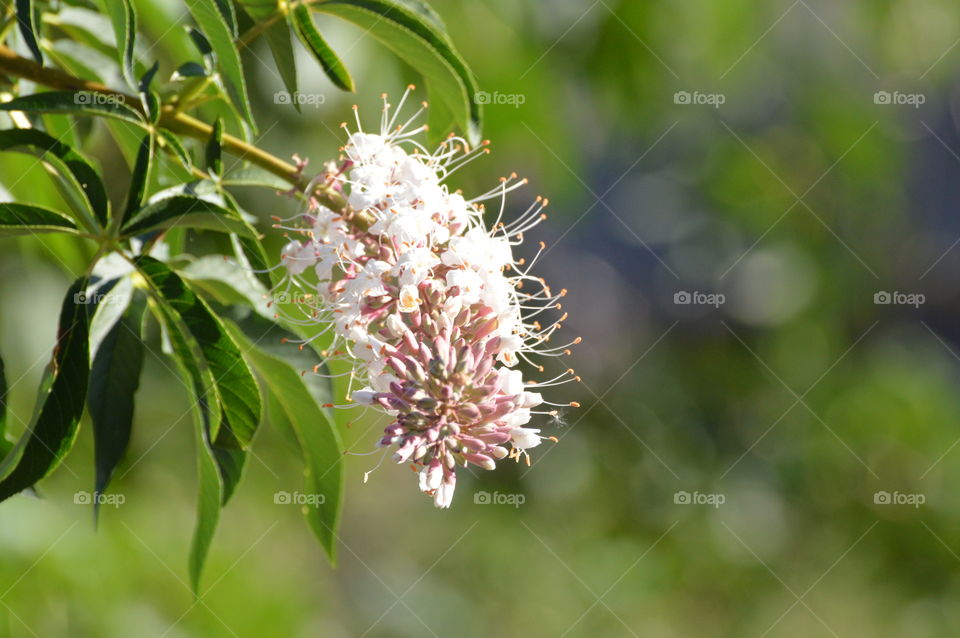 Tree flowers