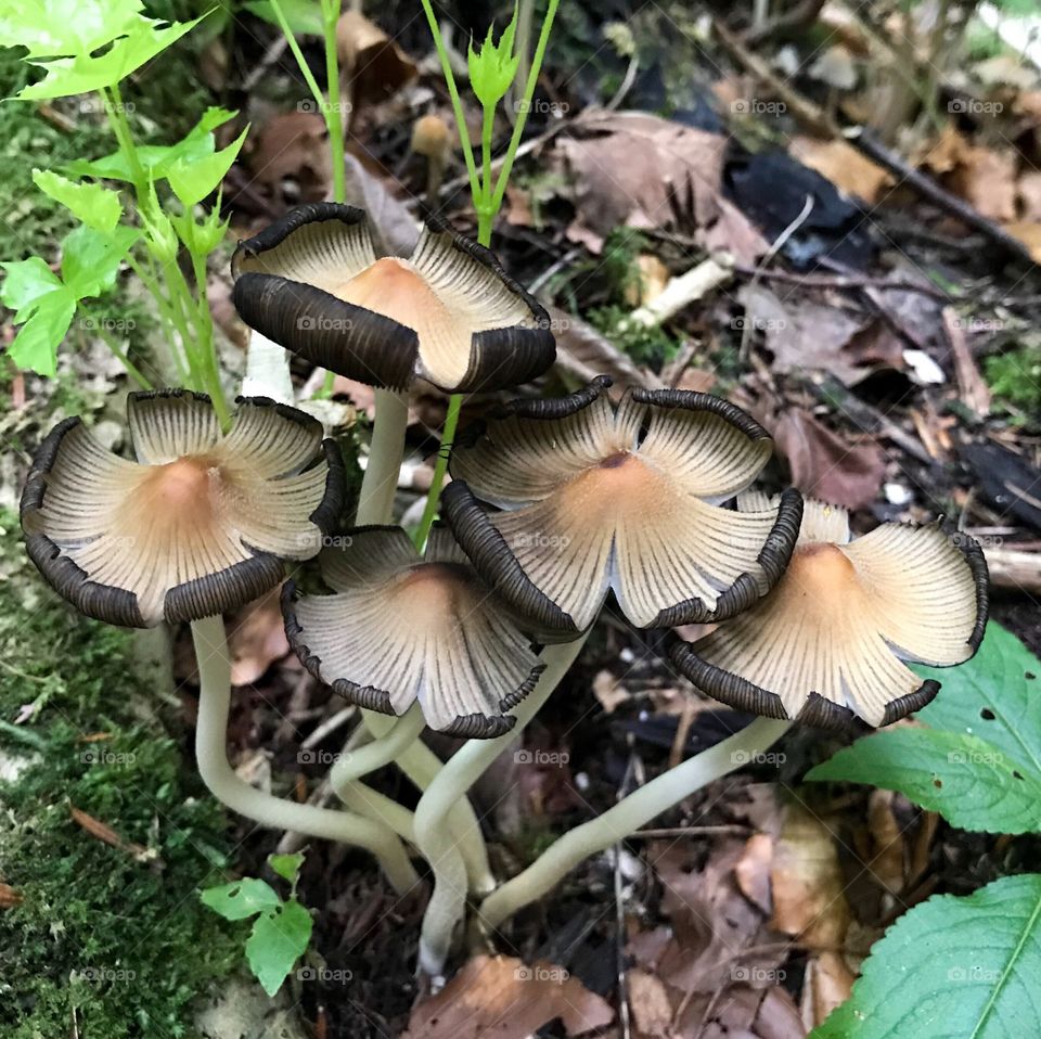 Teufelsschlucht Mushroom 