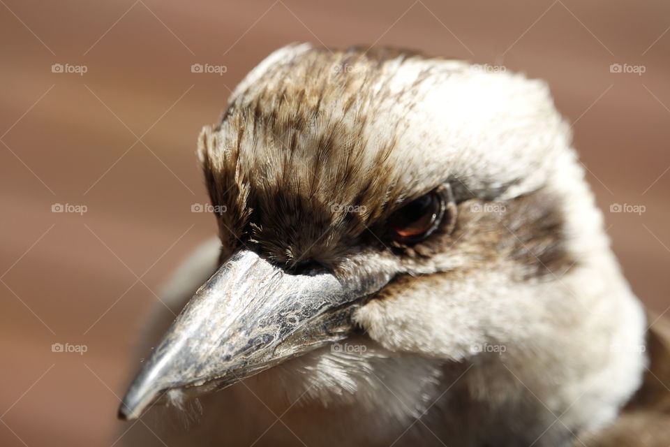 Close-up of Kookaburra