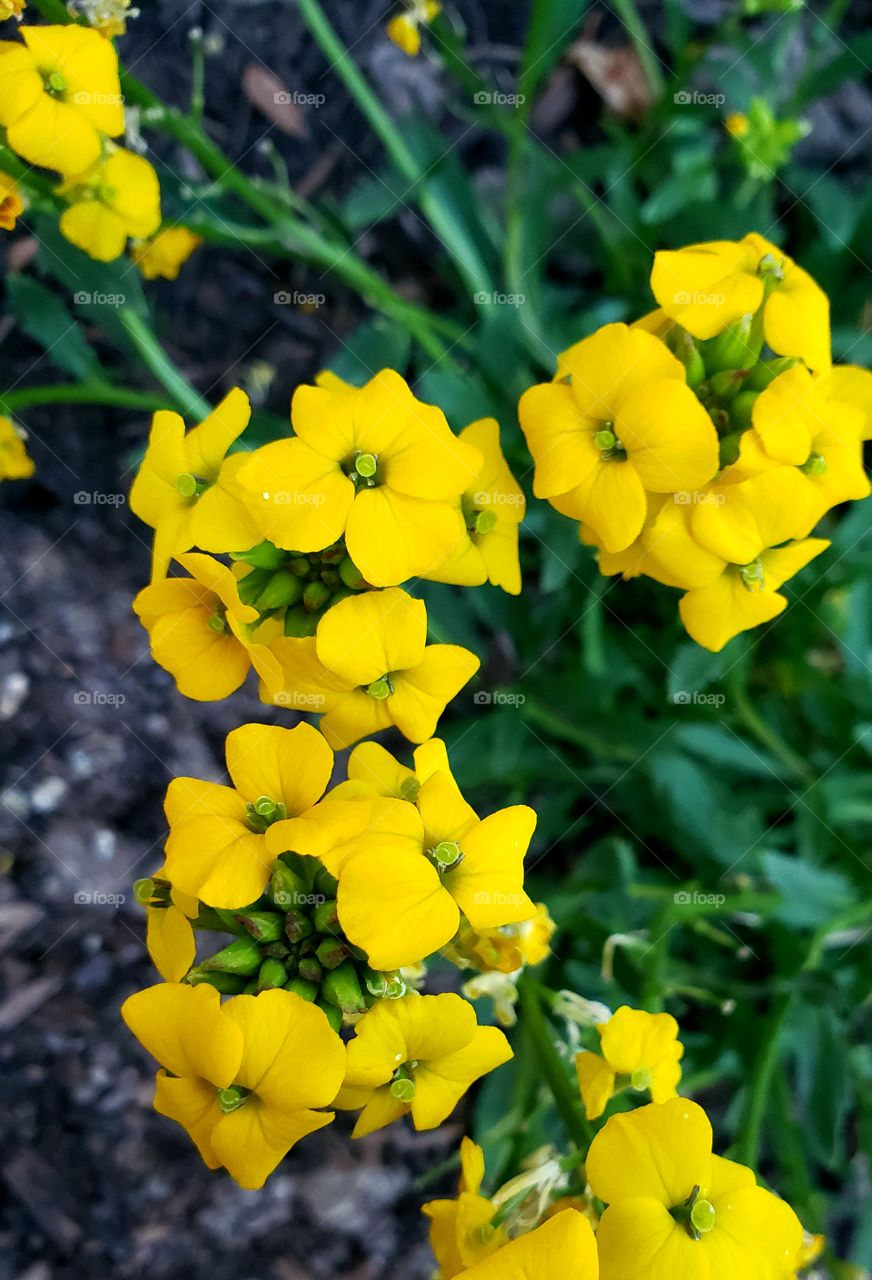 yellow flowers