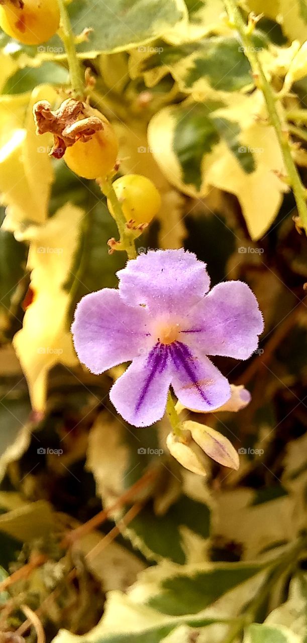 Brunfelsia uniflora