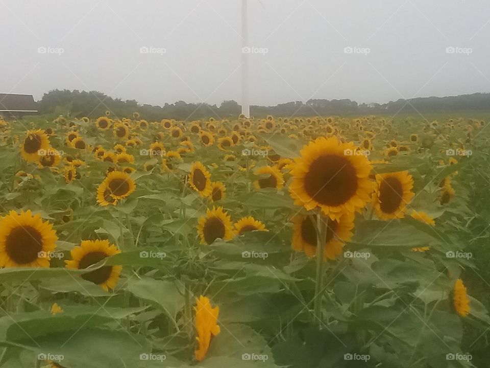 A field of beautiful sunflowers.