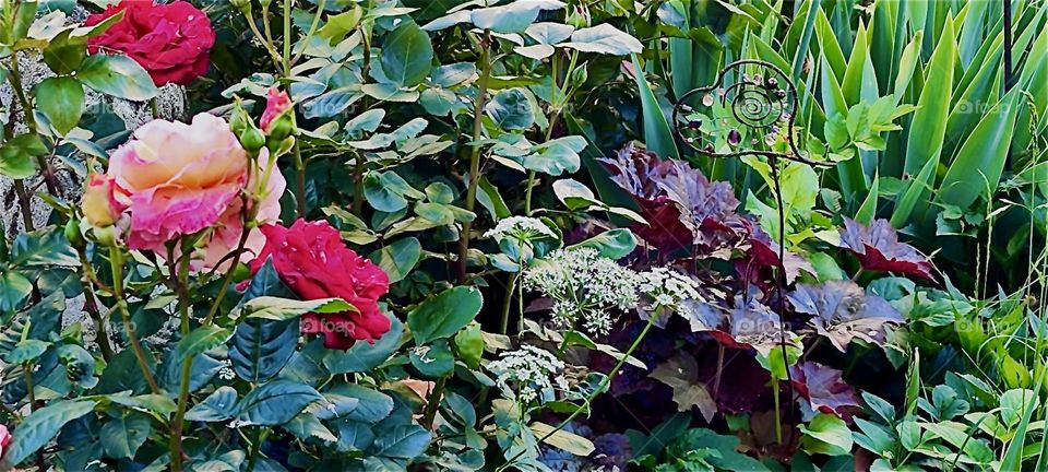 These lovely red roses grow in a beautiful garden in rural „Lower Bavaria“, Germany along with many other plants, flowers, bushes and trees. 2024. Hypnotic Productions