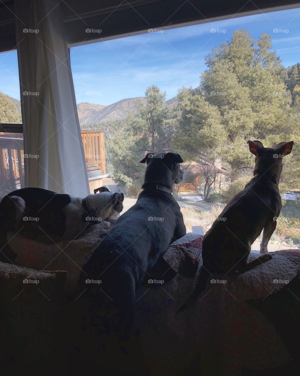 3 dogs sit looking out big picture window