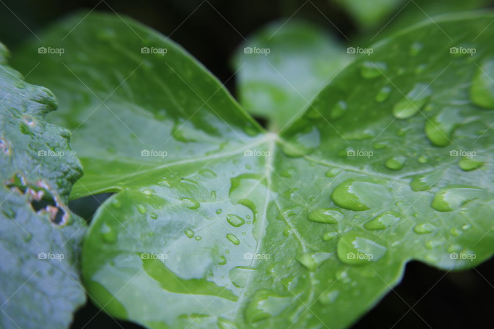 Leaf, Rain, Drop, Dew, Flora
