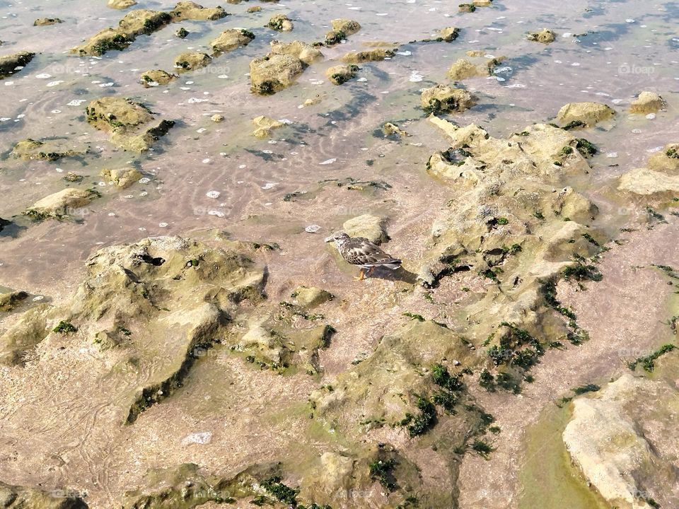 Seagull and beach rock