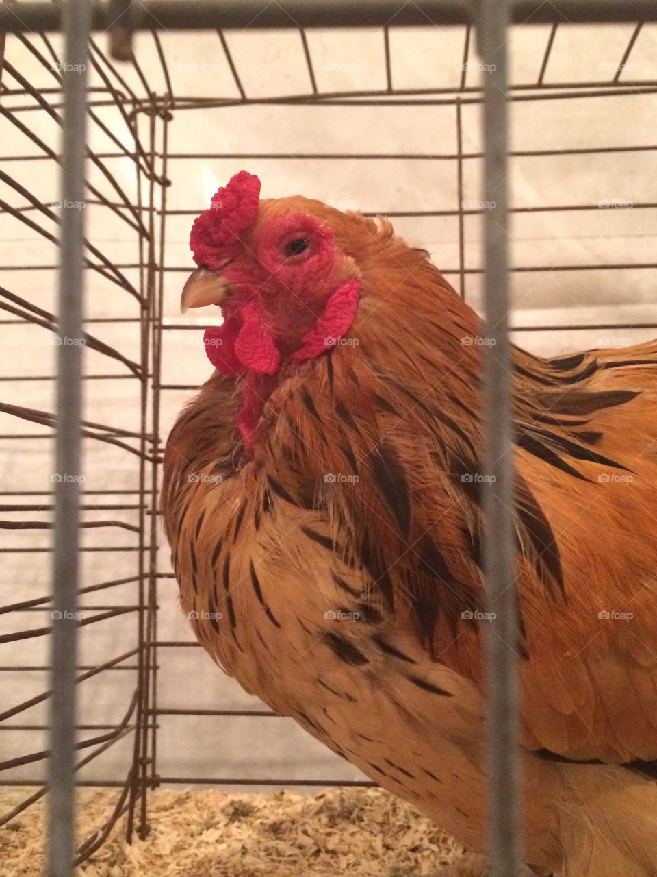 Chicken's stare 
