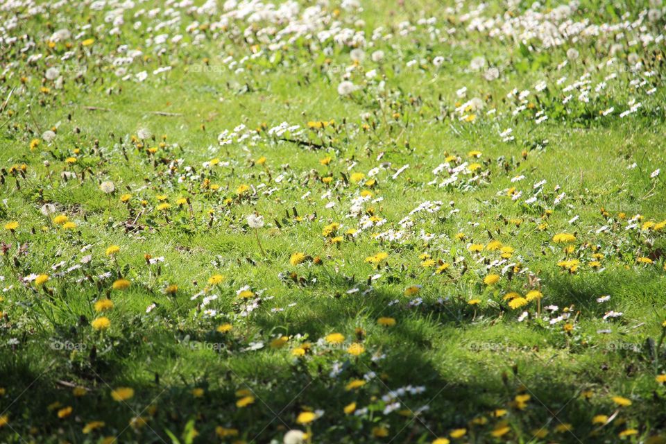 spring flowers