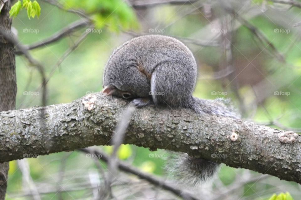 Bad day . Squirrel hiding its head
