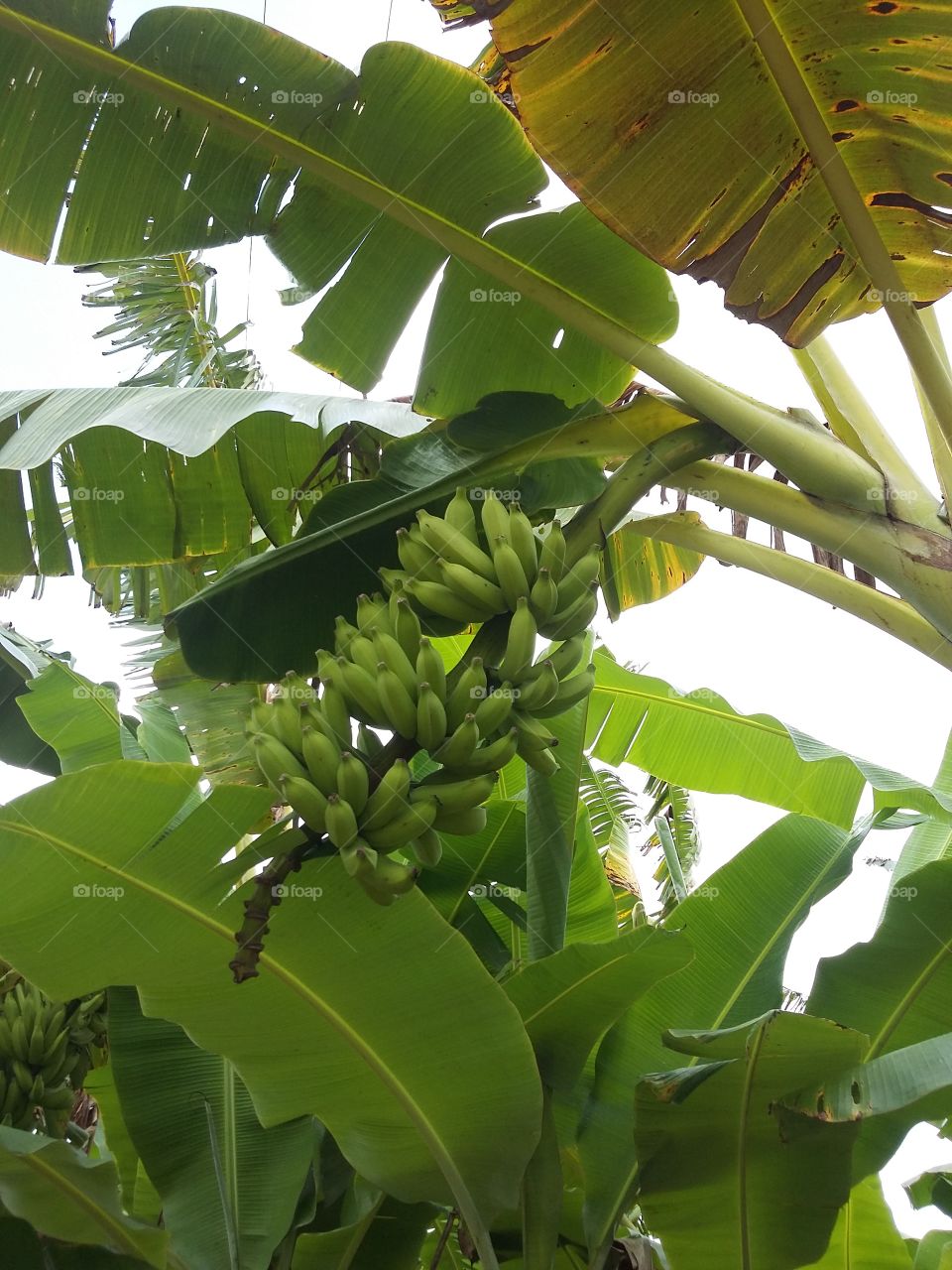Banana is a predominant crop in northeastern Brazil.