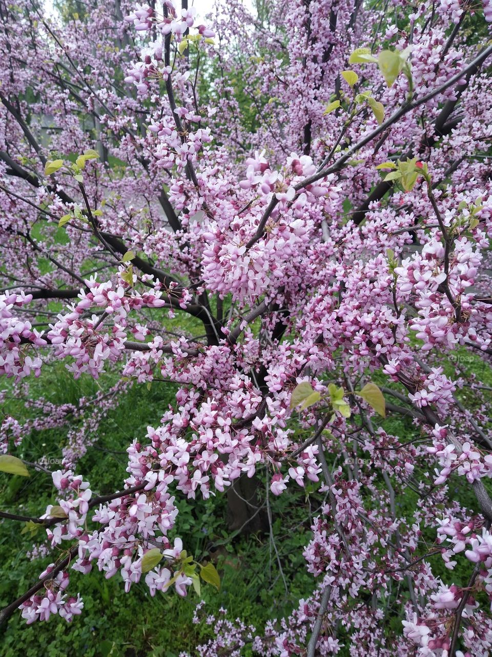 Blooming tree