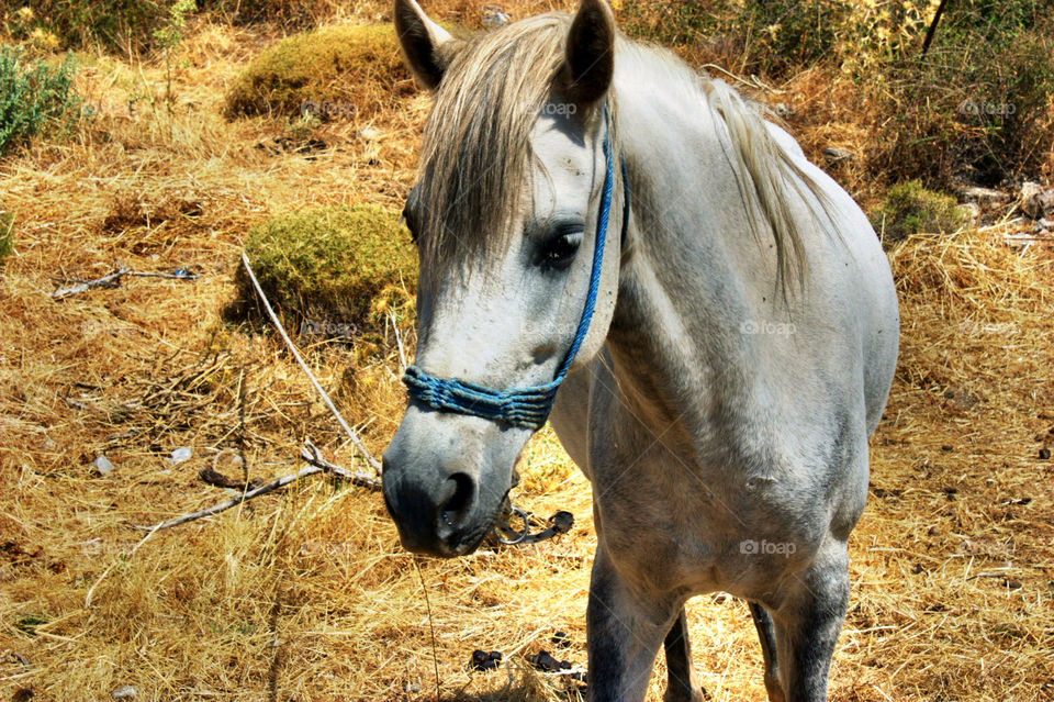 animal horse pony by vienesse