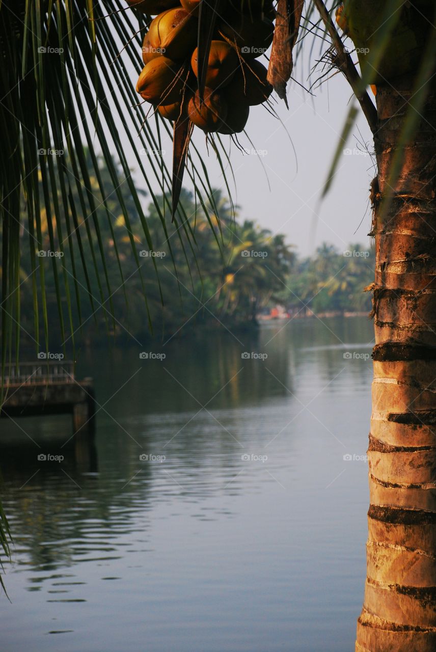 coconut tree by the river