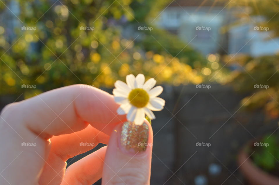 daisy in sunshine