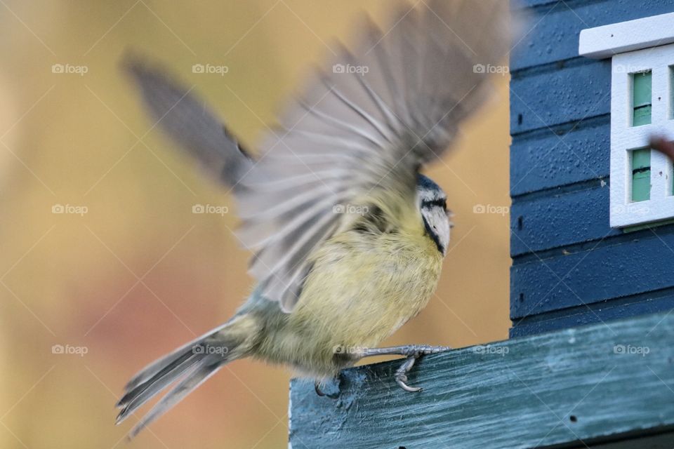 Blue Tit 