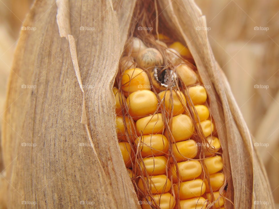 closeup of corn and part of the cornstalk.