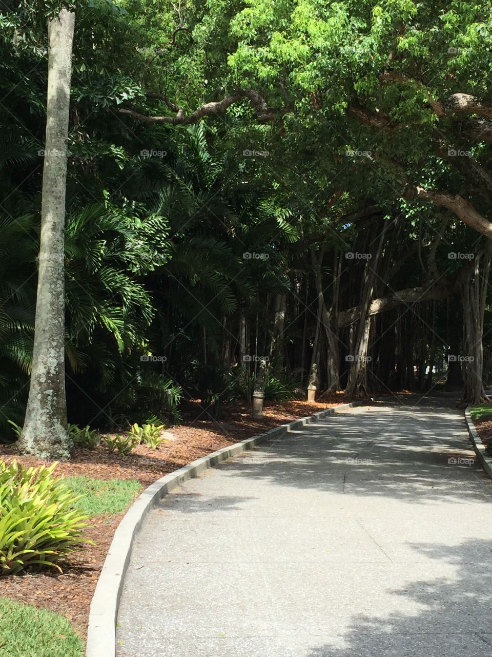 Emerging from the Jungle