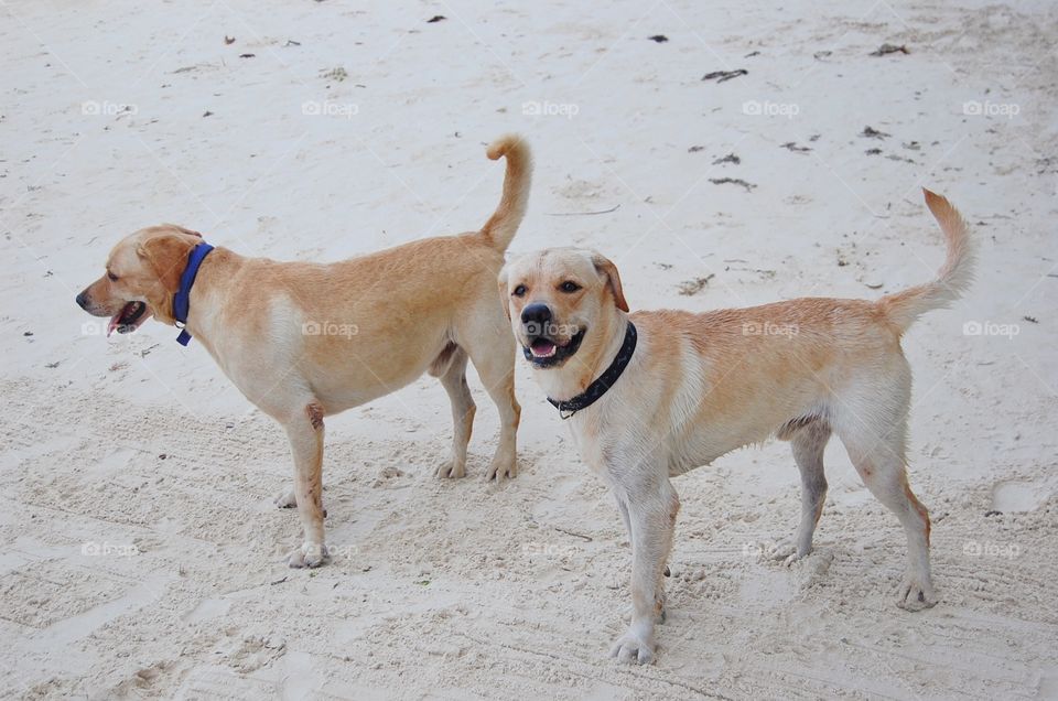 Happy dogs at the beach