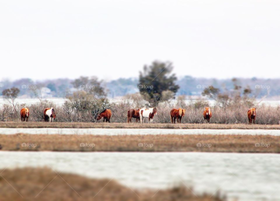 Wild ponies