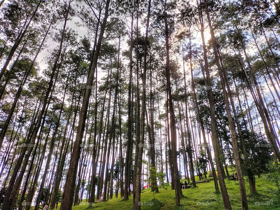 pine trees that grow in the mountains