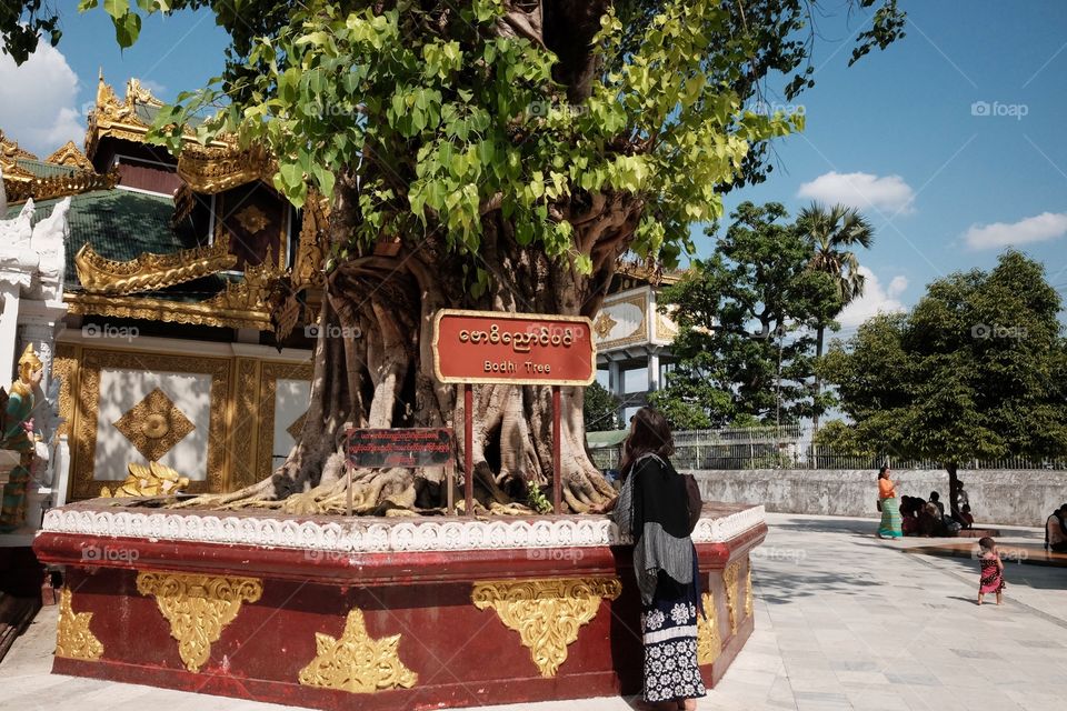 A bodhi tree