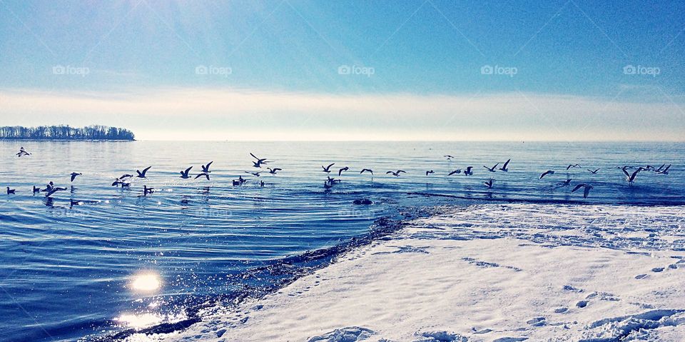 Birds flying over sea