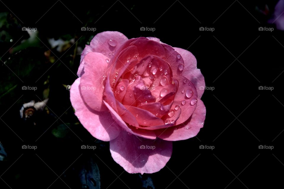 Raindrops on the pink rose in the darkness