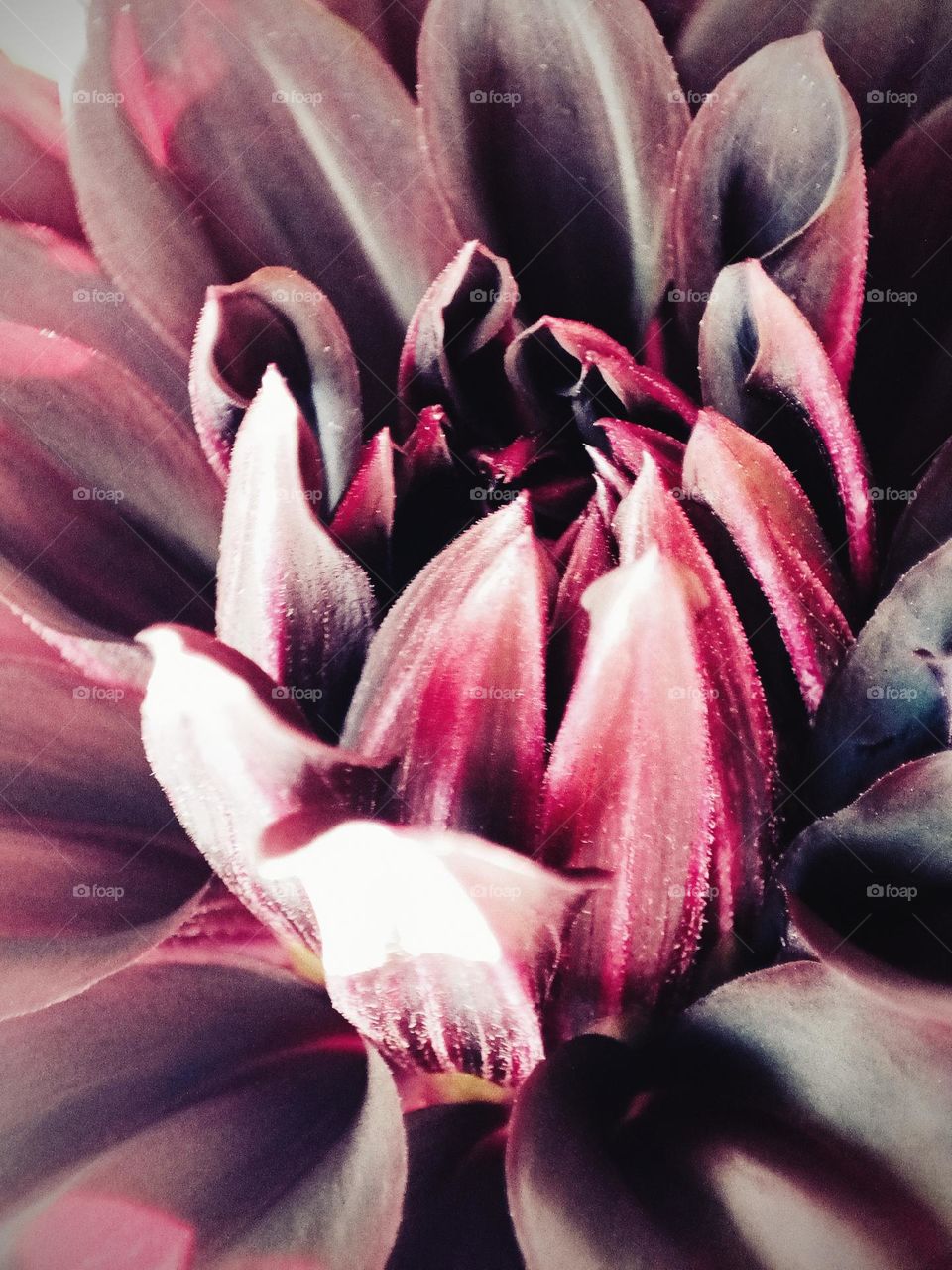 Close-up of petals of a dark red dahlia