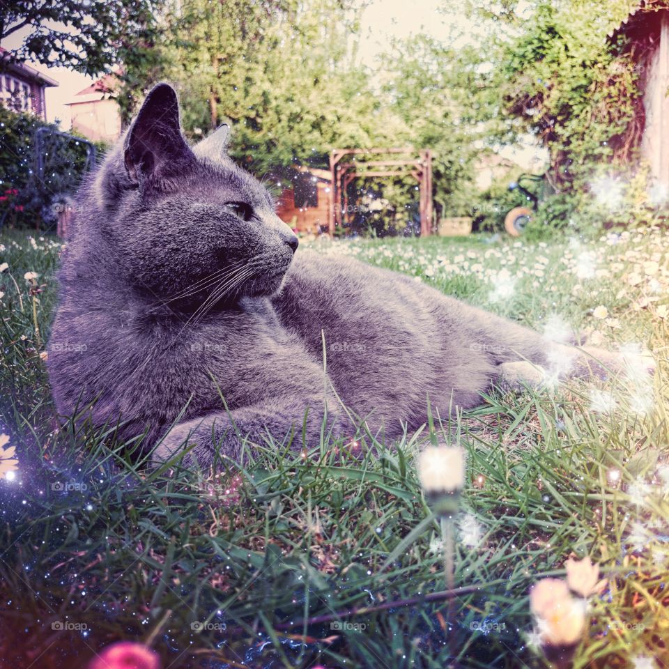 The Queen of my garden . My cat enjoying spring
