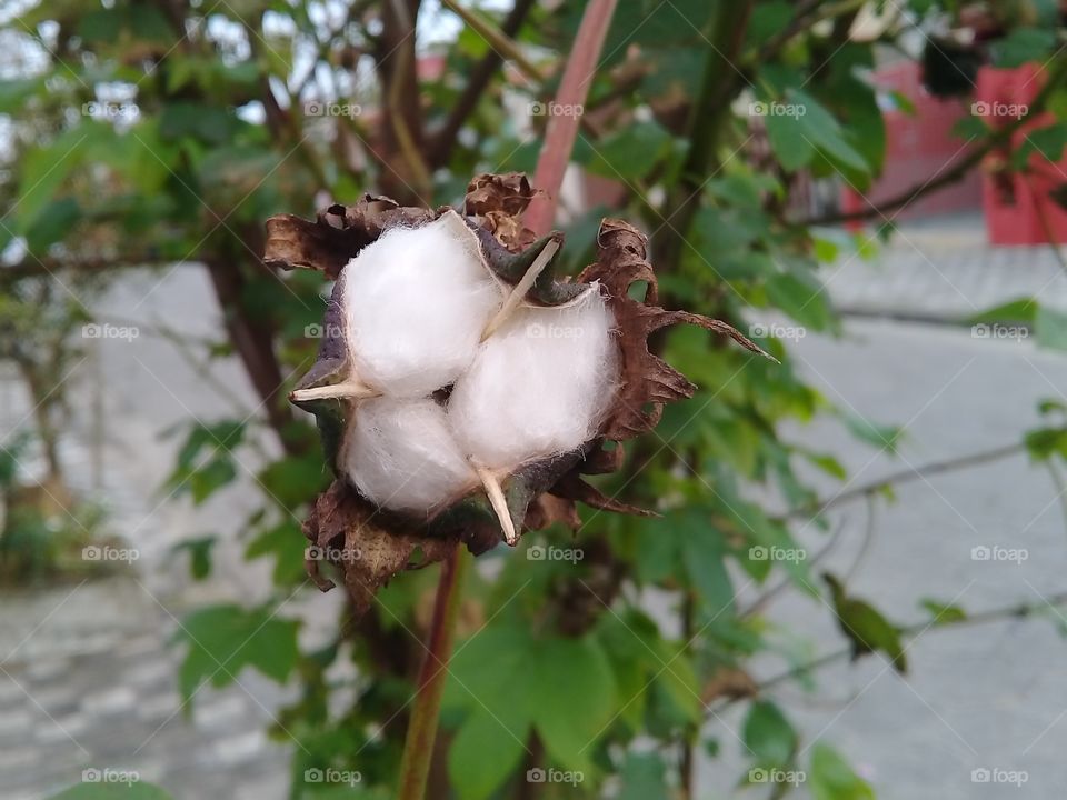 Cotton.  Cotton tree