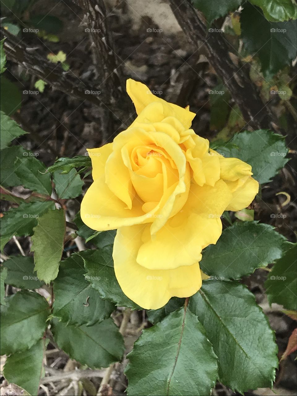 Bright yellow rose
