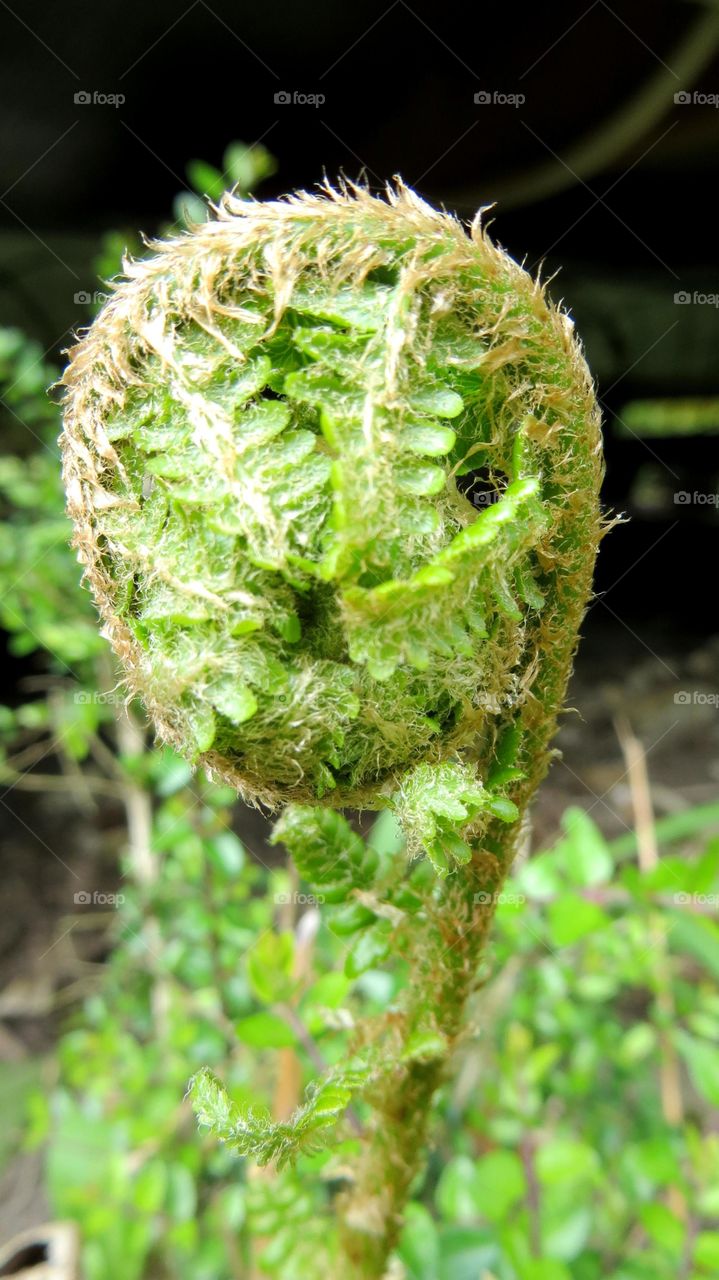 Spring baby fern