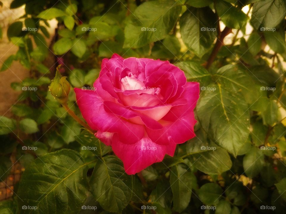 Rose from my garden🌹