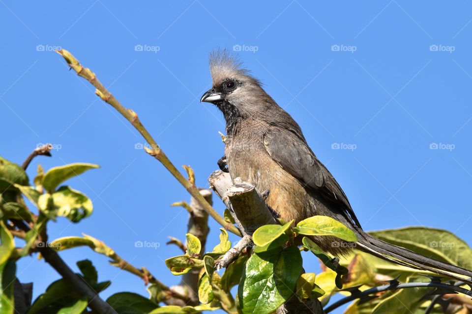 African Mousebird 