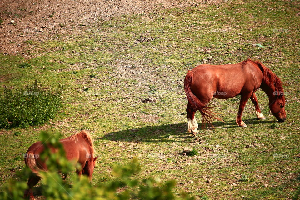 Horses pasture