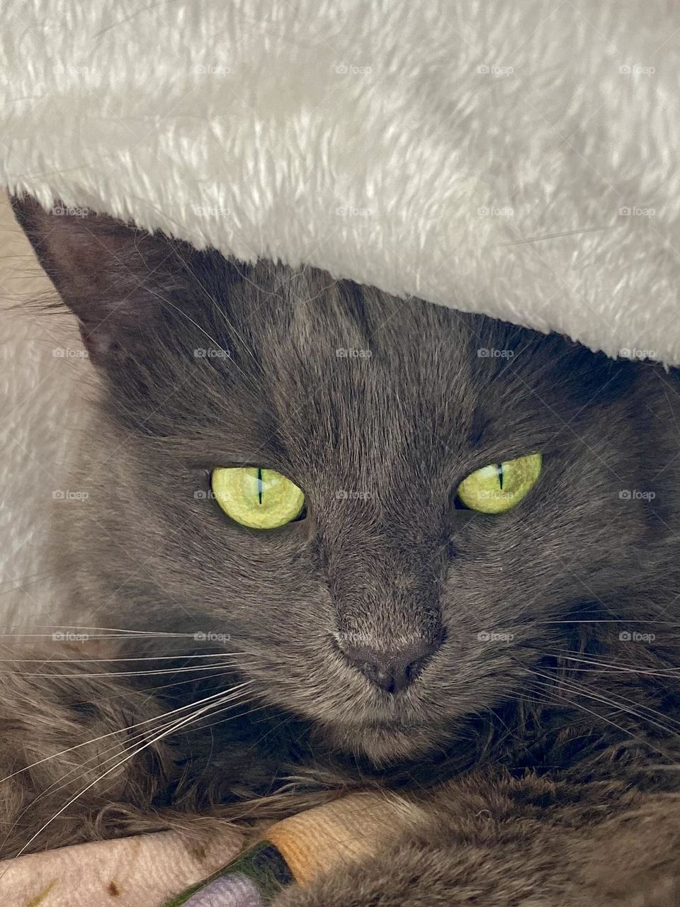A grey cat snuggled up in a cozy fleece cat bed