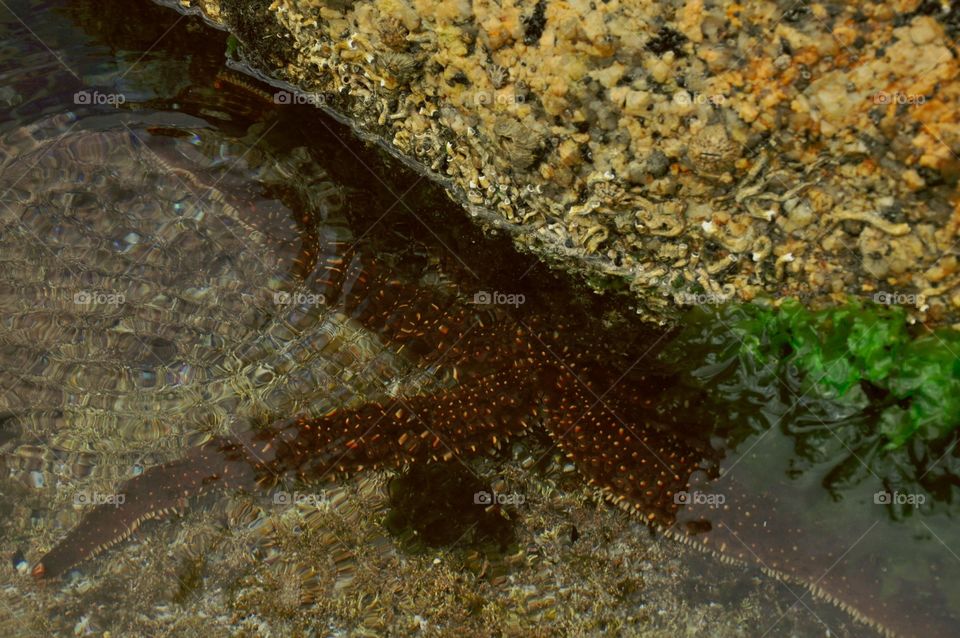 Starfish in rock pool 