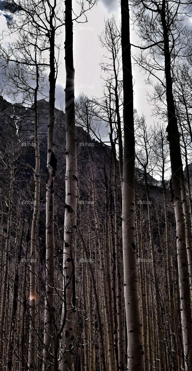 Aspens