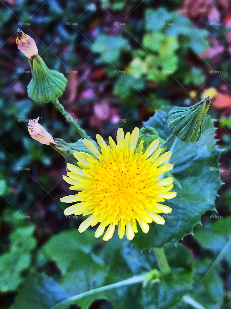 sunburst flower