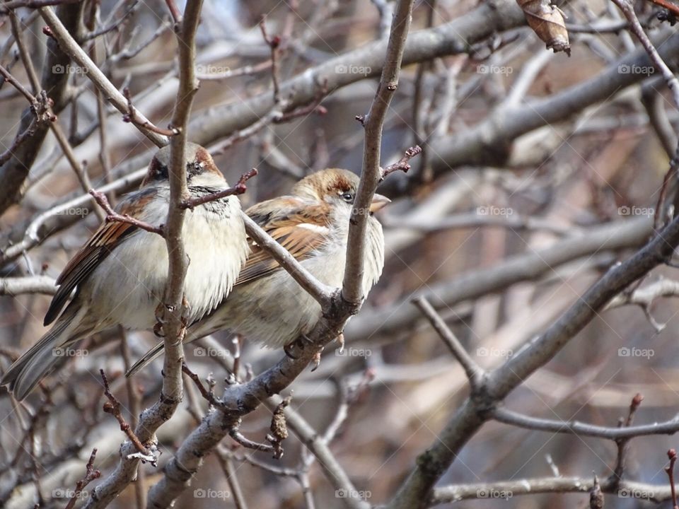City park sparrows  