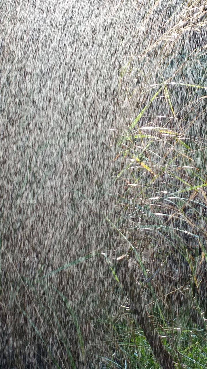 rain wild grass
