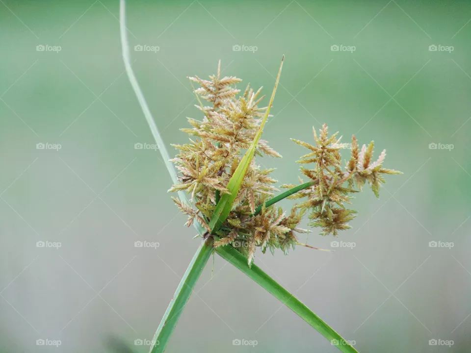 Grass