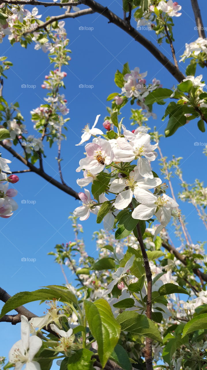 Bee on a apple tree