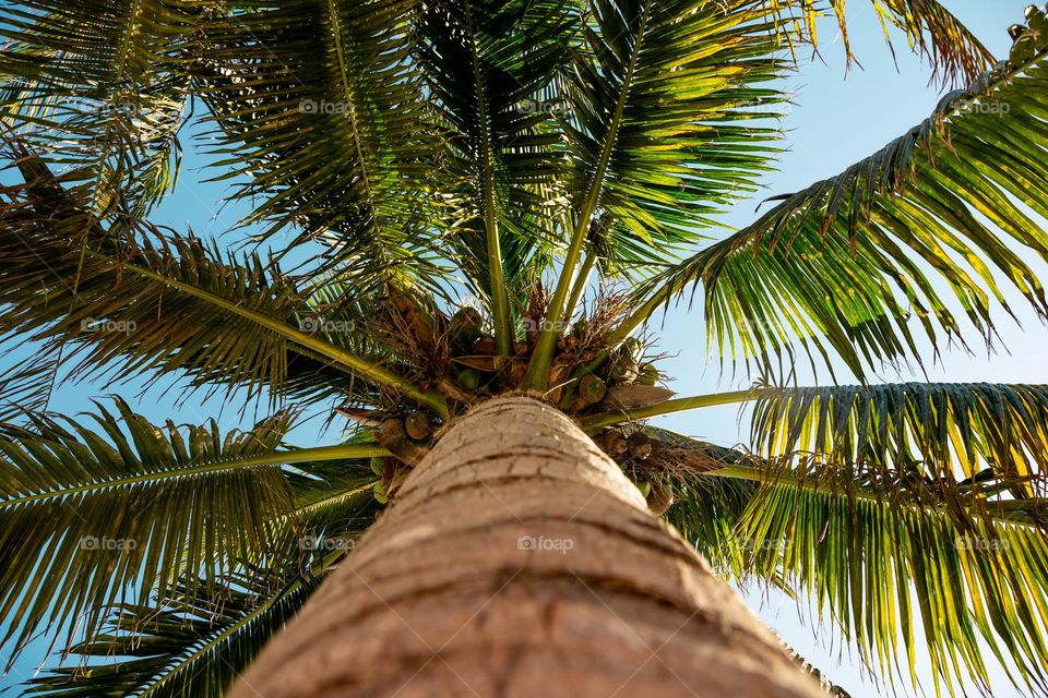 Palm tree on the beach 