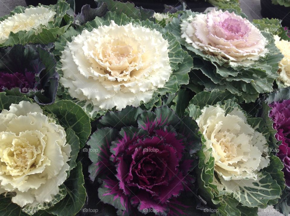 Planter with decorative cabbages