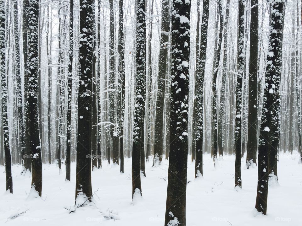 Frozen tree trunk in winter