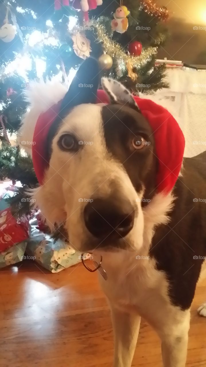 A Christmas Dog us awaiting for her presents to arrives 
Border collie 
California