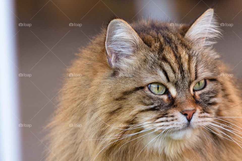 Cat portrait, brown tabby face of siberian pet. Adorable domestic feline with long haired 