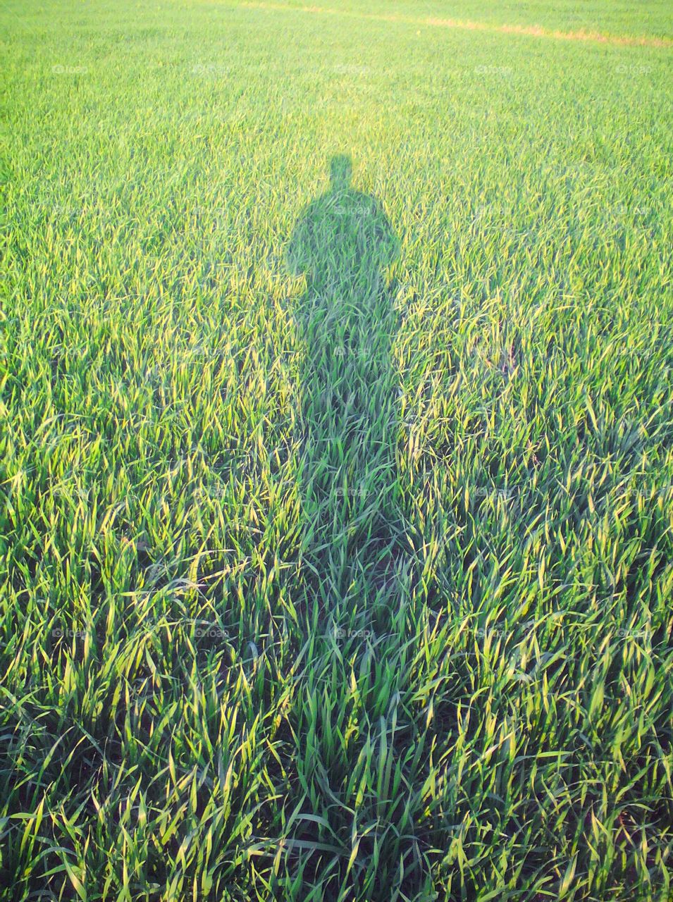 Shadow of a person in a wheat crop field