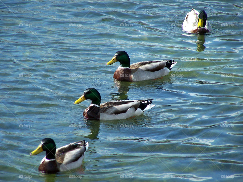 Ducks 